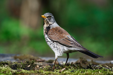 thrush the Fieldfare near the water in spring against the background of greenery