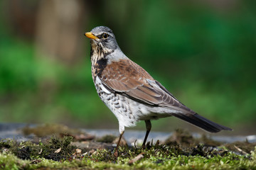 thrush the Fieldfare near the water in spring against the background of greenery