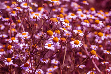 Flowering. Chamomile. Blooming chamomile field, Chamomile flowers. Natural herbal treatment.