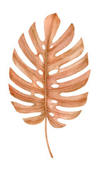 Watercolor golden dried fan palm leaf. Monstera leaf. Exotic beige clipart isolated on the white background. Hand-drawn illustration. California boho style. © Svetlana
