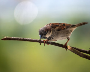 Sparrow (Passer domesticus) resting on the branch with blurry background