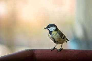 Small and fragile great tit juvenal (Parus major) sitting on the balcony railing.