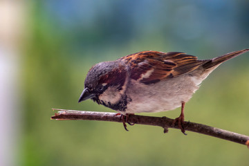 Sparrow (Passer domesticus) observing from the branch with blurry background
