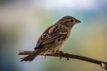 Sparrow (Passer domesticus) resting on the branch with blurry background