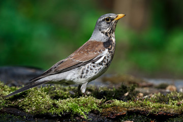 Fototapeta premium thrush the Fieldfare near the water in spring against the background of greenery