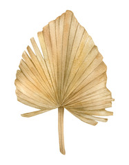 Watercolor golden dried fan palm leaf. Exotic beige clipart isolated on the white background. Hand-drawn illustration. California boho style. © Svetlana