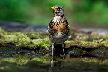 thrush the Fieldfare near the water in spring against the background of greenery