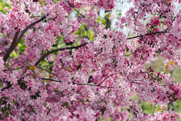 Beautiful, pink blooming Apple tree in the spring garden. Agricultural industry