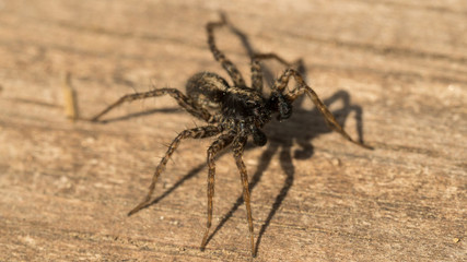 Wolf Spider