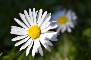 Fototapeta premium Gänseblume