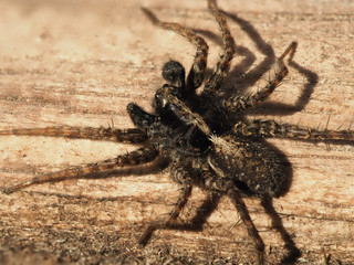 Wolf Spider