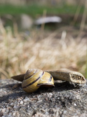 snail on a stone