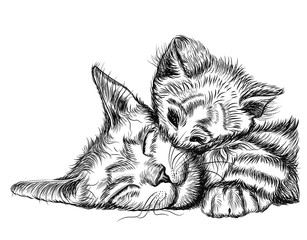 Cute cat isolated on white. Family cat. Wall stickers