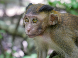 Portrait of a baby Macaque in the tropics in Malaysia