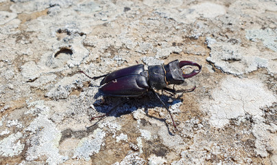 Italy, Umbria - black beetle on the wall of the old castle