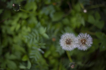White air dandelions in the garden against the background of greenery