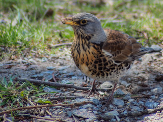 female house sparrow