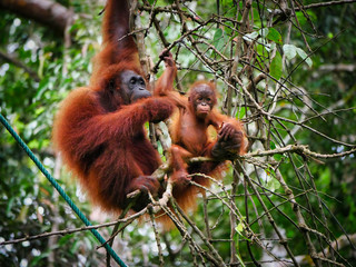 Wild Orang Utan mother with her child sitting and eating in a tree in Malaysia