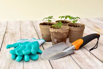 Potted spring tomato plant seedlings ready for planting in summer vegetable garden