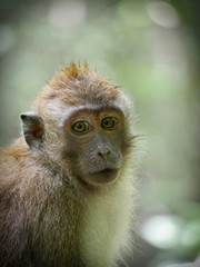 Portrait of a baby Macaque in the tropics in Malaysia