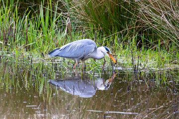 Grey Heron Hunting
