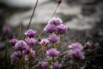 wild chives on a rocky shore