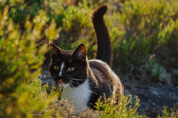 focused cat stalking prey in bushes