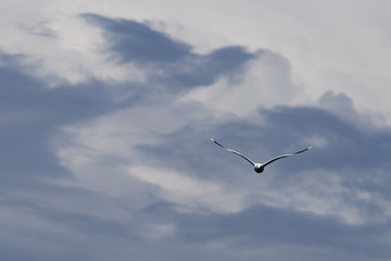 seagull in sky