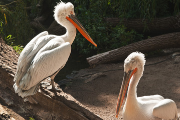 Two pelicans in the zoo in the sunlight. One of them is sitting on a log.