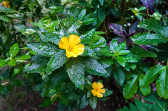 Bright yellow flower turnera diffusa after rain in a garden.
