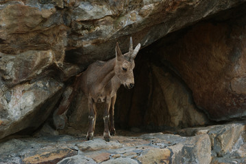 A mountain goat with horns in a stone cave in a rock.