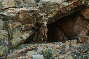 A mountain goat with horns in a stone cave in a rock.