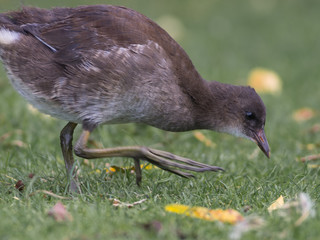 duck chick in the grass