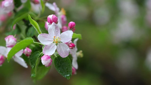 4k movie of apple flowers blooming an moving in the wind with rain.