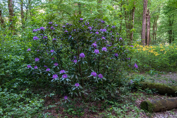 Fototapeta premium forest and mountain flowers