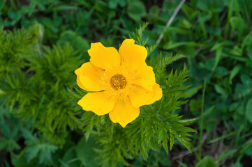 forest and mountain flowers