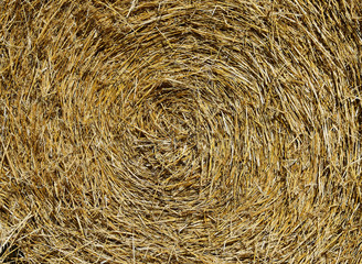 Fresh Hay bales in agriculture stubble field during wheat harvest time