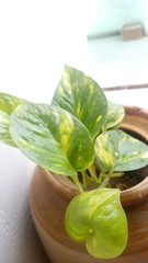 Beautiful money plant