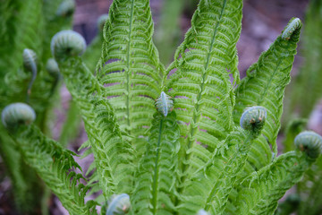 Fern close up with spirals