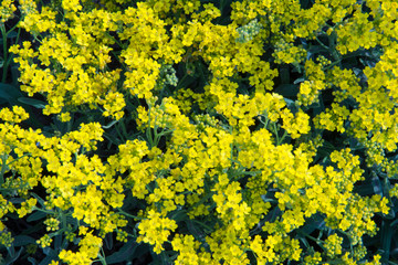 beautiful background of yellow spring flowers
