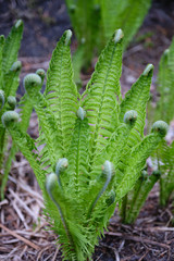 Young green fern plant rising to life