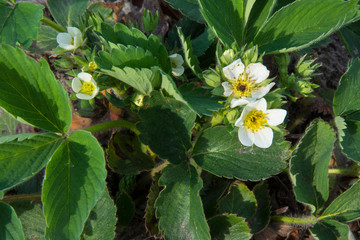 Strawberry flower in spring close-up.