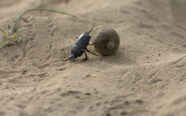 dung beetle rolling some feces of camel in desert of Thar