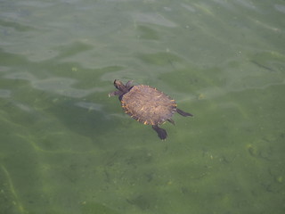 tortuga en bajo el agua
