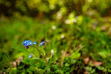 Blue Flowers