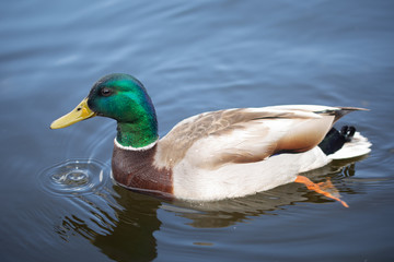 Green headed wild male mallard duck drake swimming - close up photo