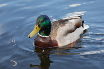 Obraz premium Green headed wild male mallard duck drake swimming - close up photo