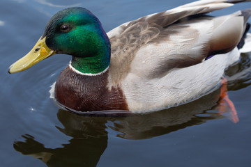Green headed wild male mallard duck drake swimming - close up photo