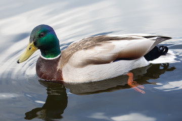 Green headed wild male mallard duck drake swimming - close up photo