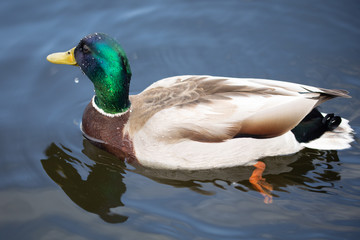 Green headed wild male mallard duck drake swimming - close up photo